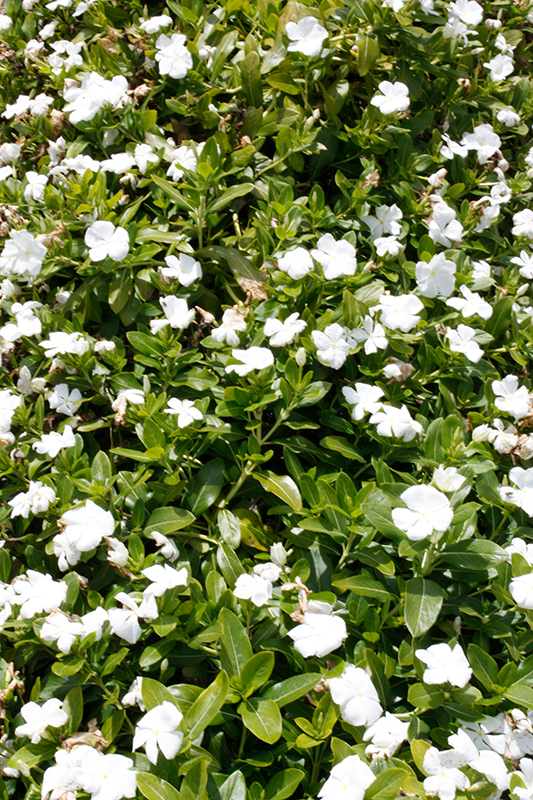 Cora Cascade White Vinca (Catharanthus roseus 'Cora Cascade White') at Vandermeer Nursery