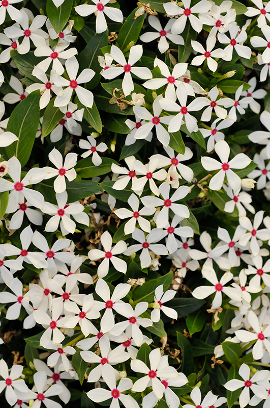 Soiree Kawaii White Peppermint Vinca (Catharanthus roseus 'Soiree Kawaii White Peppermint') at Vandermeer Nursery