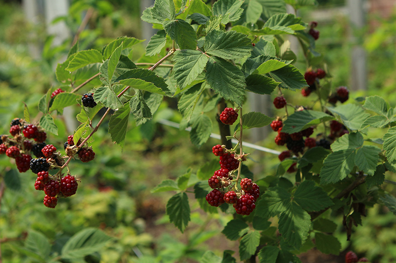 Chester Thornless Blackberry (Rubus 'Chester') at Vandermeer Nursery