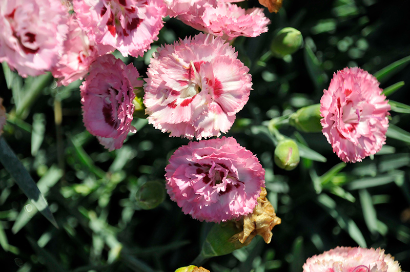 Pretty Poppers Appleblossom Burst Pinks (Dianthus 'Appleblossom Burst') at Vandermeer Nursery