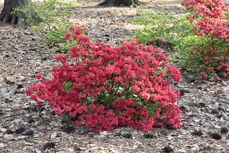 Girard's Crimson Azalea (Rhododendron 'Girard's Crimson') at Vandermeer Nursery