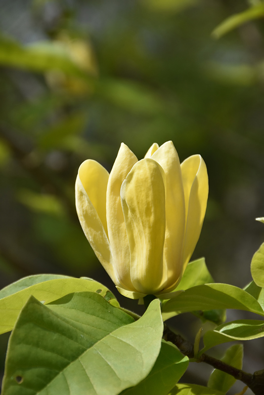 Yellow Bird Magnolia (Magnolia 'Yellow Bird') at Vandermeer Nursery