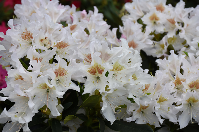 Cunningham's White Rhododendron (Rhododendron 'Cunningham's White') at Vandermeer Nursery