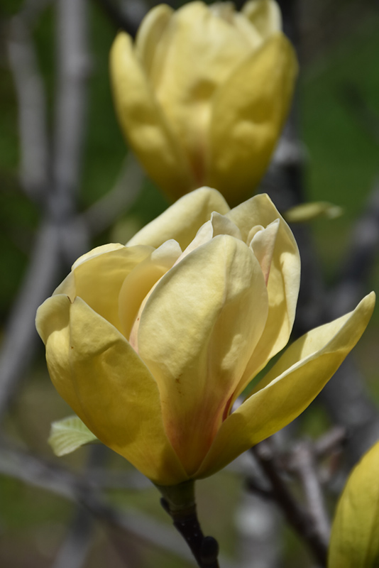 Sunsation Magnolia (Magnolia 'Sunsation') at Vandermeer Nursery