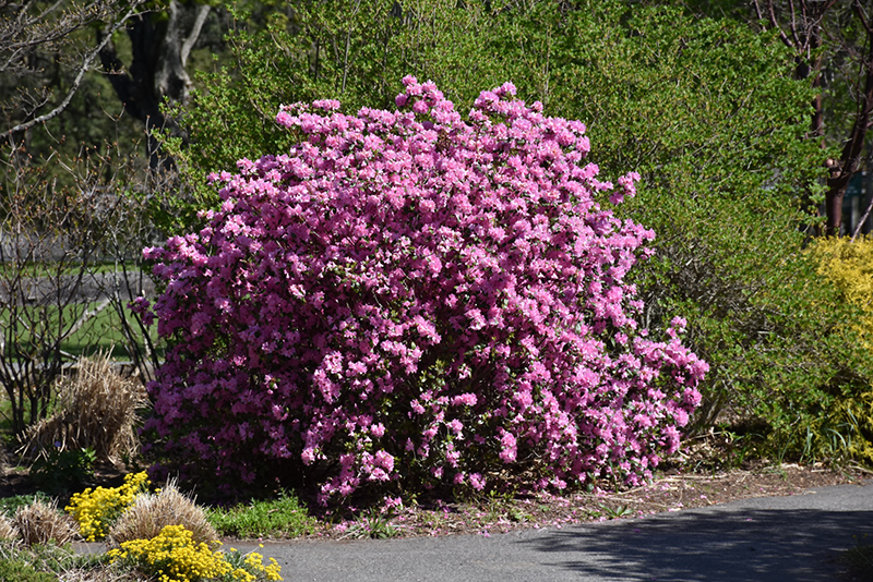 P.J.M. Elite Rhododendron (Rhododendron 'P.J.M. Elite') at Vandermeer Nursery