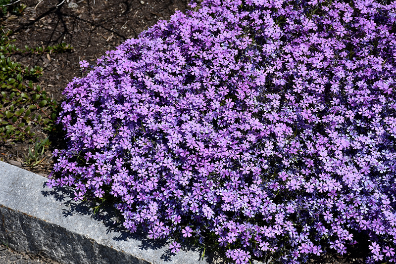 Purple Beauty Moss Phlox (Phlox subulata 'Purple Beauty') at Vandermeer Nursery