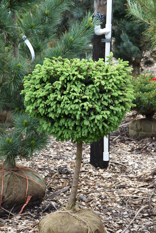 Little Gem Spruce (tree form) (Picea abies 'Little Gem (tree form)') at Vandermeer Nursery