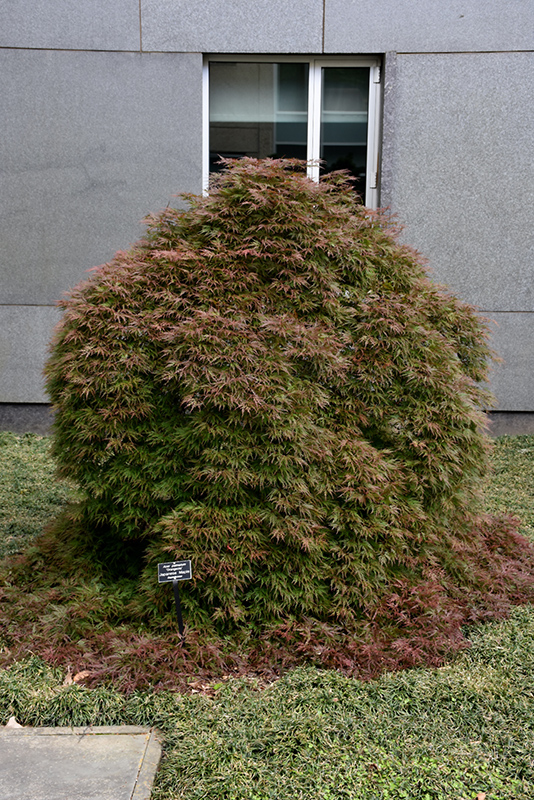 Orangeola Cutleaf Japanese Maple (Acer palmatum 'Orangeola') at Vandermeer Nursery