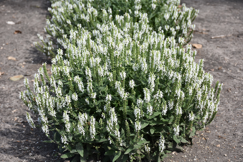 Lyrical White Meadow Sage (Salvia nemorosa 'Florsalwhite') at Vandermeer Nursery
