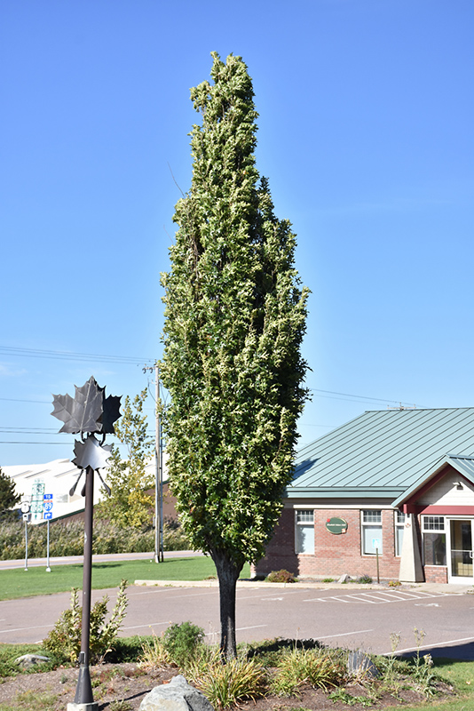 Green Pillar Pin Oak (Quercus palustris 'Pringreen') at Vandermeer Nursery