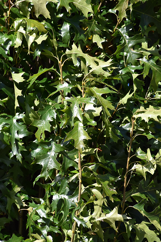 Green Pillar Pin Oak (Quercus palustris 'Pringreen') at Vandermeer Nursery