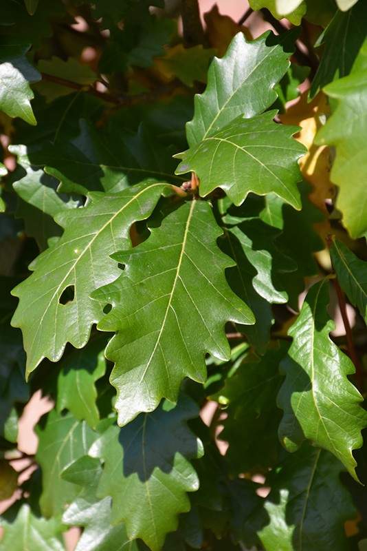 Kindred Spirit Oak (Quercus x warei 'Nadler') at Vandermeer Nursery