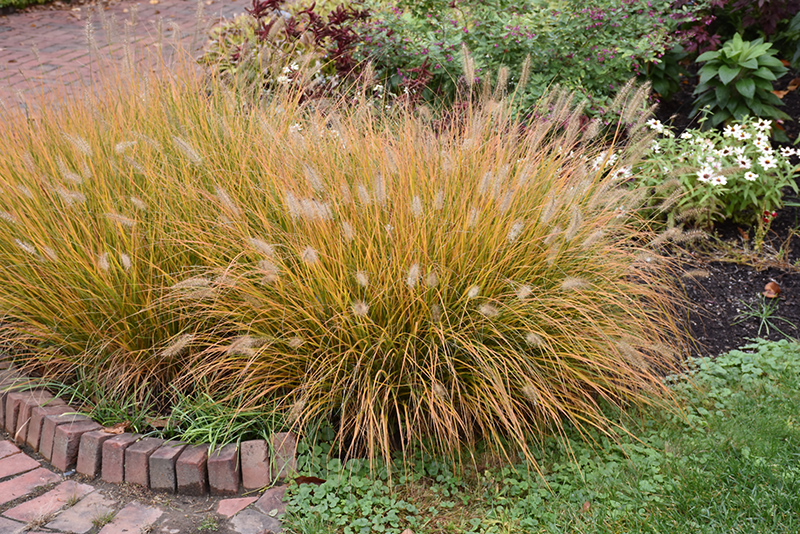 Hameln Dwarf Fountain Grass (Pennisetum alopecuroides 'Hameln') at Vandermeer Nursery