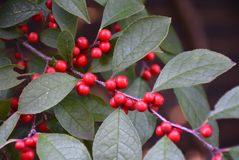 Harvest Red Winterberry Holly (Ilex 'Harvest Red') in Ajax, Ontario (ON ...