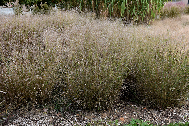 Shenandoah Reed Switch Grass (Panicum virgatum 'Shenandoah') at Vandermeer Nursery