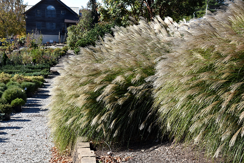 Gracillimus Maiden Grass (Miscanthus sinensis 'Gracillimus') at Vandermeer Nursery