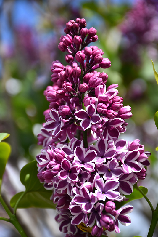 Sensation Lilac (Syringa vulgaris 'Sensation') at Vandermeer Nursery