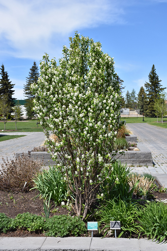 Standing Ovation Saskatoon Berry (Amelanchier alnifolia 'Obelisk') at Vandermeer Nursery