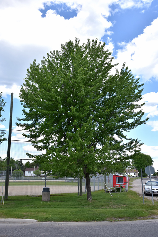 Silver Maple (Acer saccharinum) at Vandermeer Nursery
