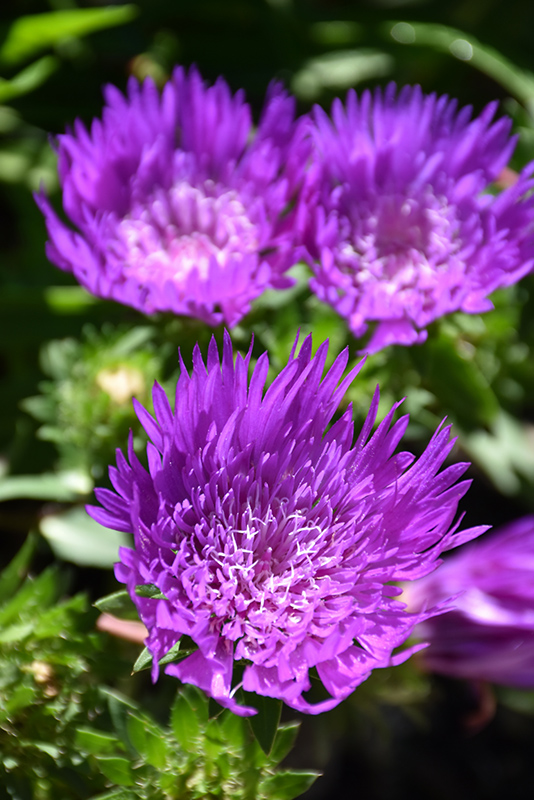 Honeysong Purple Aster (Stokesia laevis 'Honeysong Purple') at Vandermeer Nursery