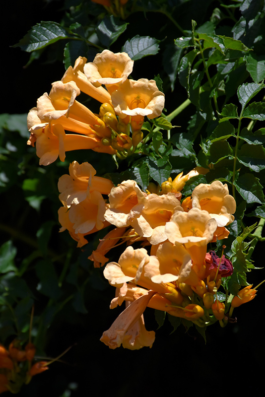 Yellow Trumpetvine (Campsis radicans 'Flava') at Vandermeer Nursery