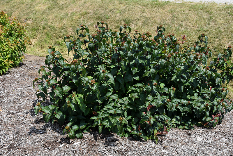Kodiak Black Diervilla (Diervilla rivularis 'SMNDRSF') at Vandermeer Nursery
