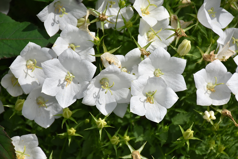 White Clips Bellflower (Campanula carpatica 'White Clips') at Vandermeer Nursery