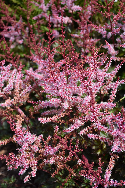 Delft Lace Astilbe (Astilbe 'Delft Lace') at Vandermeer Nursery