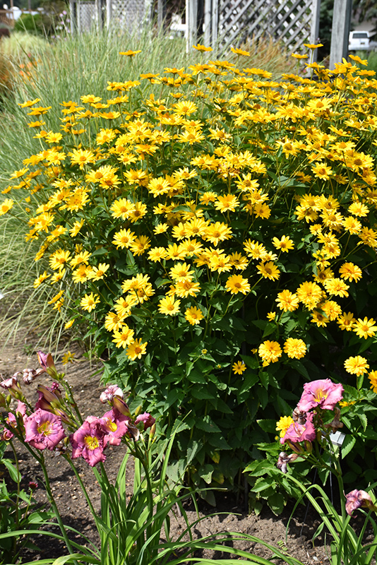 Summer Sun False Sunflower (Heliopsis helianthoides 'Summer Sun') at Vandermeer Nursery