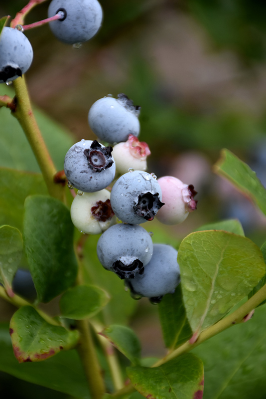 Spartan Blueberry (Vaccinium corymbosum 'Spartan') at Vandermeer Nursery