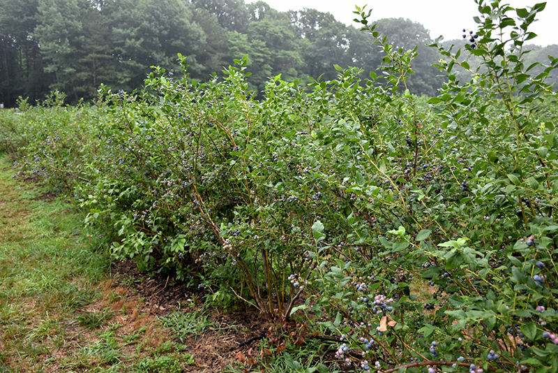 Bluecrop Blueberry (Vaccinium corymbosum 'Bluecrop') at Vandermeer Nursery