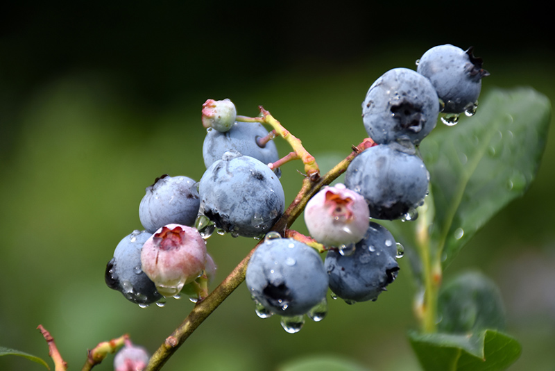Blueray Blueberry (Vaccinium corymbosum 'Blueray') at Vandermeer Nursery