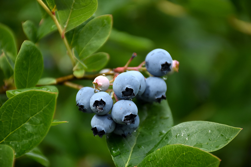 Northcountry Blueberry (Vaccinium 'Northcountry') at Vandermeer Nursery