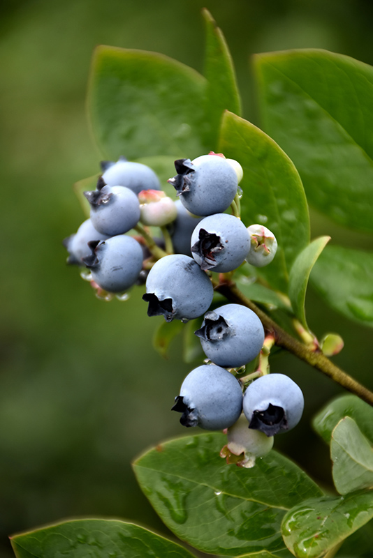 Northblue Blueberry (Vaccinium 'Northblue') at Vandermeer Nursery