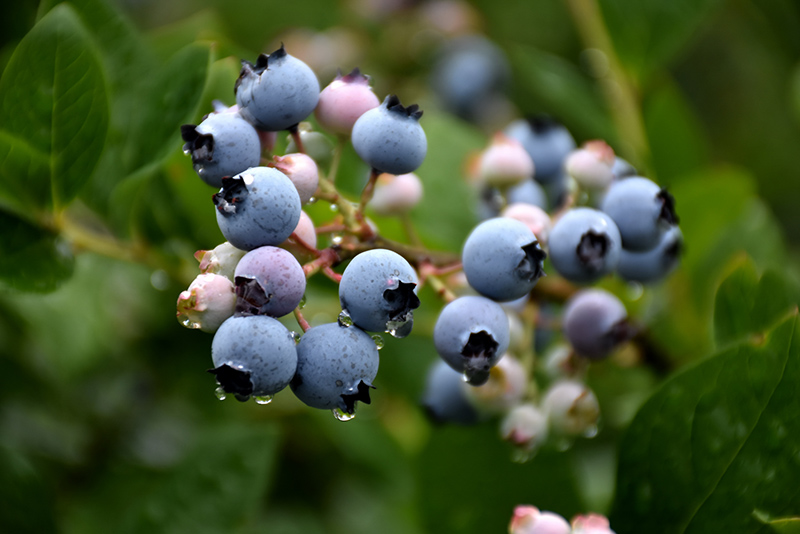 Bluecrop Blueberry (Vaccinium corymbosum 'Bluecrop') at Vandermeer Nursery