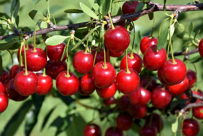 Crimson Passion Cherry (Prunus 'Crimson Passion') at Vandermeer Nursery
