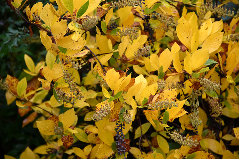 Vanilla Spice Summersweet (Clethra alnifolia 'Caleb') at Vandermeer Nursery