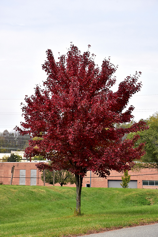 Brandywine Red Maple (Acer rubrum 'Brandywine') at Vandermeer Nursery