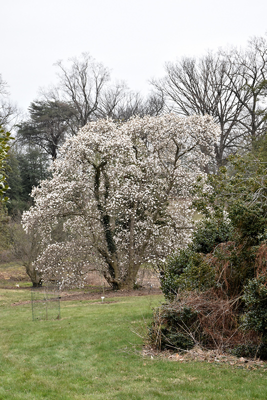 Merrill Magnolia (Magnolia x loebneri 'Merrill') at Vandermeer Nursery