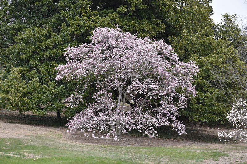 Leonard Messel Magnolia (Magnolia x loebneri 'Leonard Messel') at Vandermeer Nursery