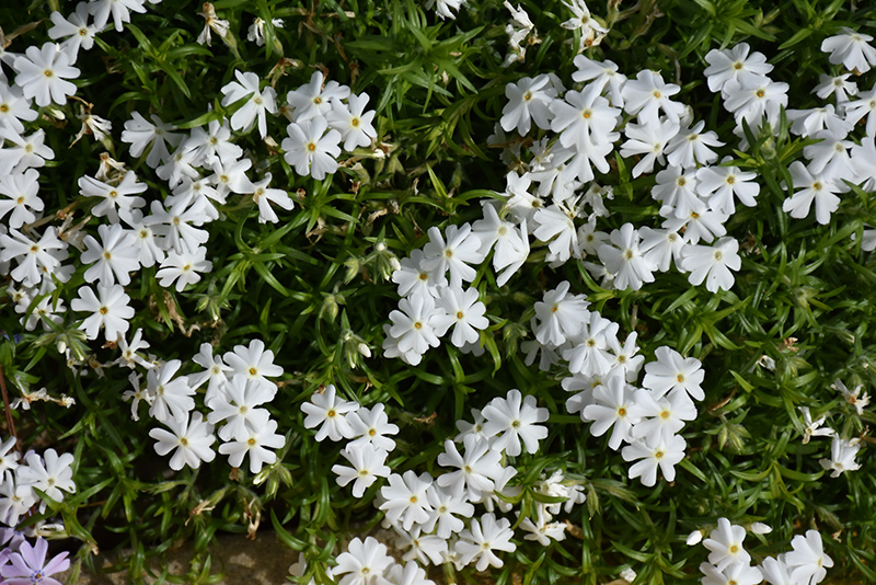 Spring White Moss Phlox (Phlox subulata 'Spring White') at Vandermeer Nursery