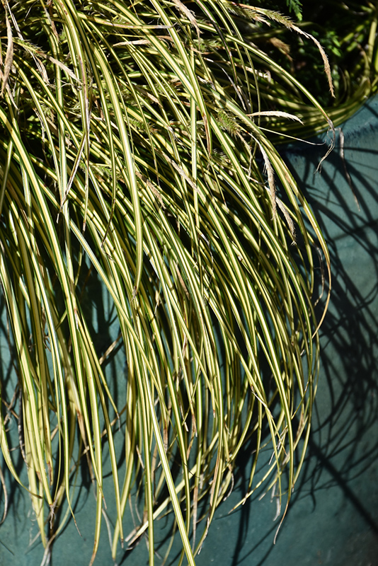 EverColor Eversheen Japanese Sedge (Carex oshimensis 'Eversheen') at Vandermeer Nursery