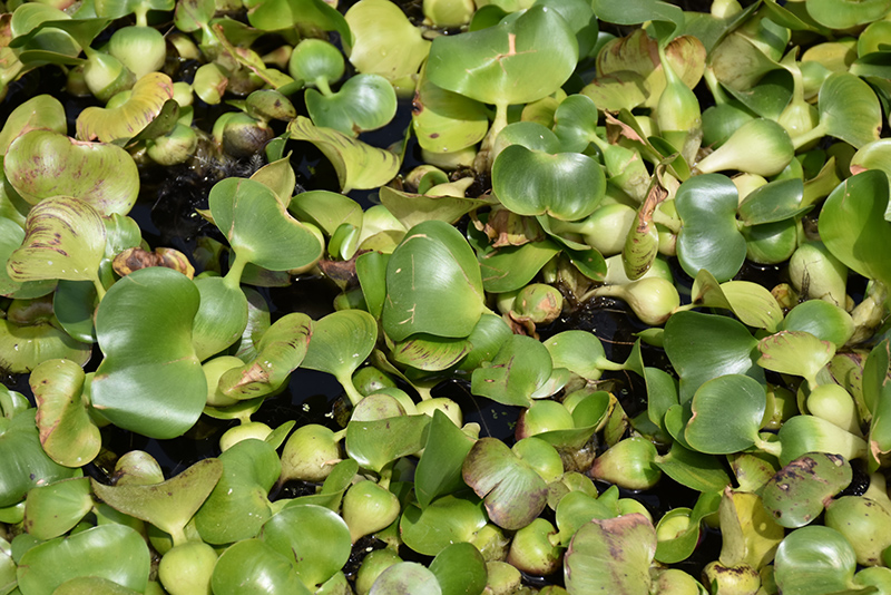 Water Hyacinth (Eichhornia crassipes) at Vandermeer Nursery