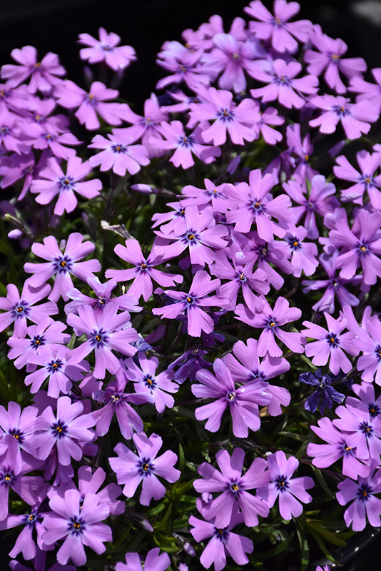 Purple Beauty Moss Phlox (Phlox subulata 'Purple Beauty') at Vandermeer Nursery
