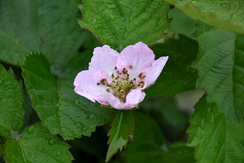 Arapaho Blackberry (Rubus 'Arapaho') at Vandermeer Nursery