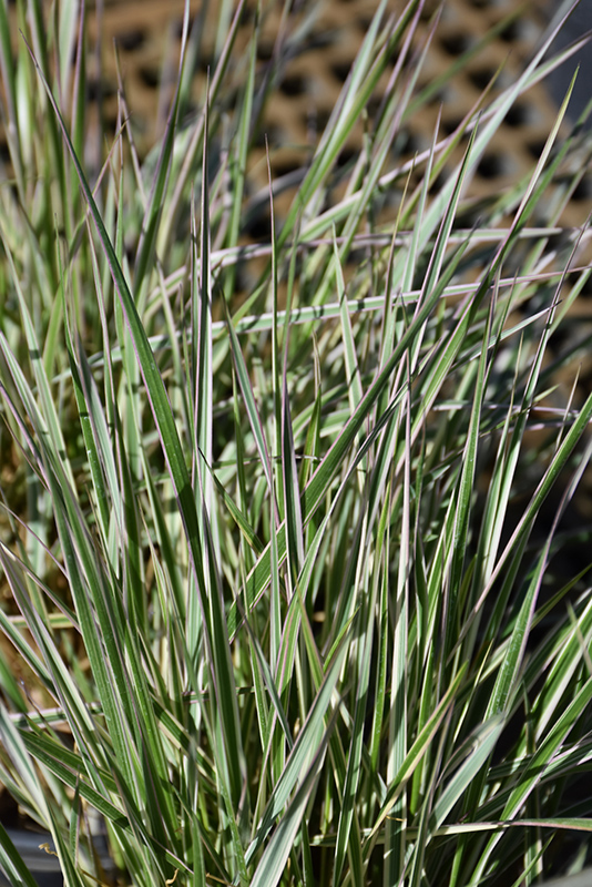 Hello Spring! Reed Grass (Calamagrostis x acutiflora 'Hello Spring!') at Vandermeer Nursery