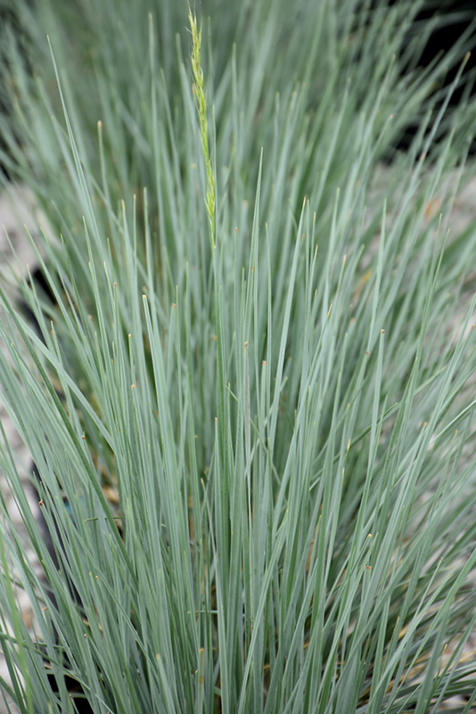 Sapphire Blue Oat Grass (Helictotrichon sempervirens 'Sapphire') at Vandermeer Nursery