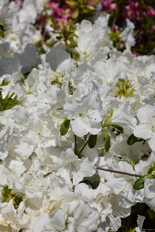 Girard's Pleasant White Azalea (Rhododendron 'Girard's Pleasant White') at Vandermeer Nursery