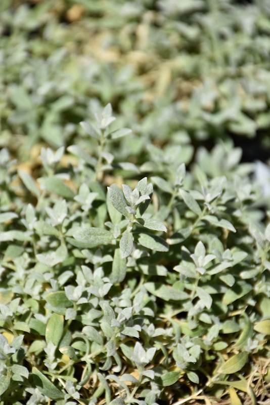 Silver Carpet Snow-In-Summer (Cerastium tomentosum 'Silver Carpet') at Vandermeer Nursery