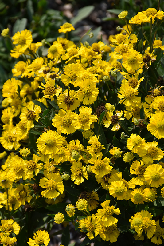 Salud Yellow Sneezeweed (Helenium autumnale 'Balsalulow') at Vandermeer Nursery